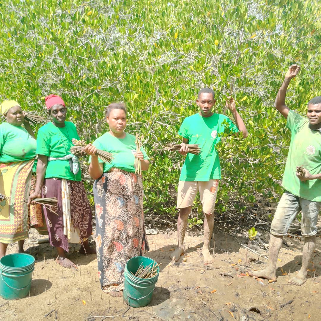 Mangrove Restoration photo