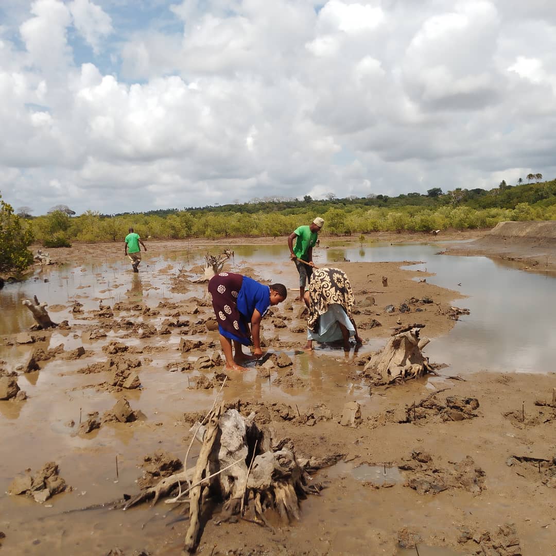 Mangrove Restoration photo