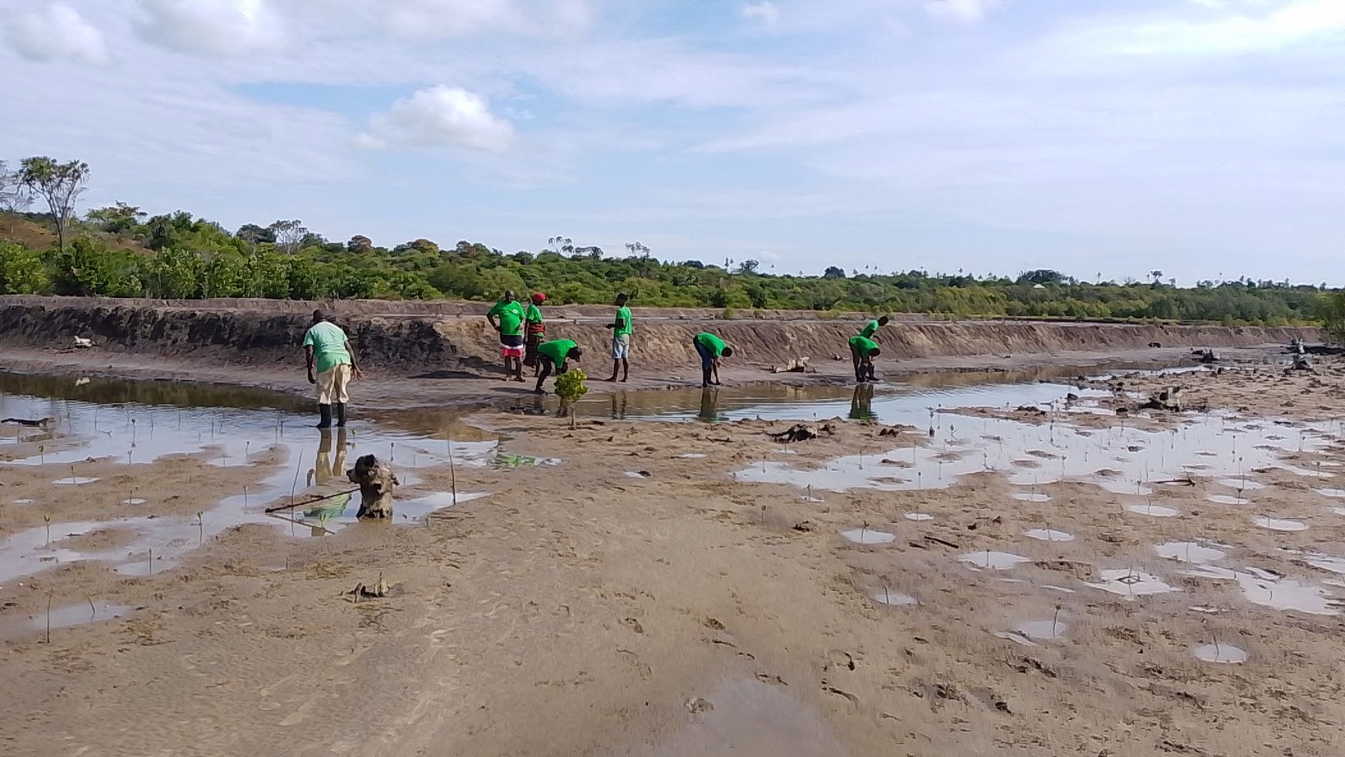Mangrove Restoration at Mashewa, Tanga Region - photo 2
