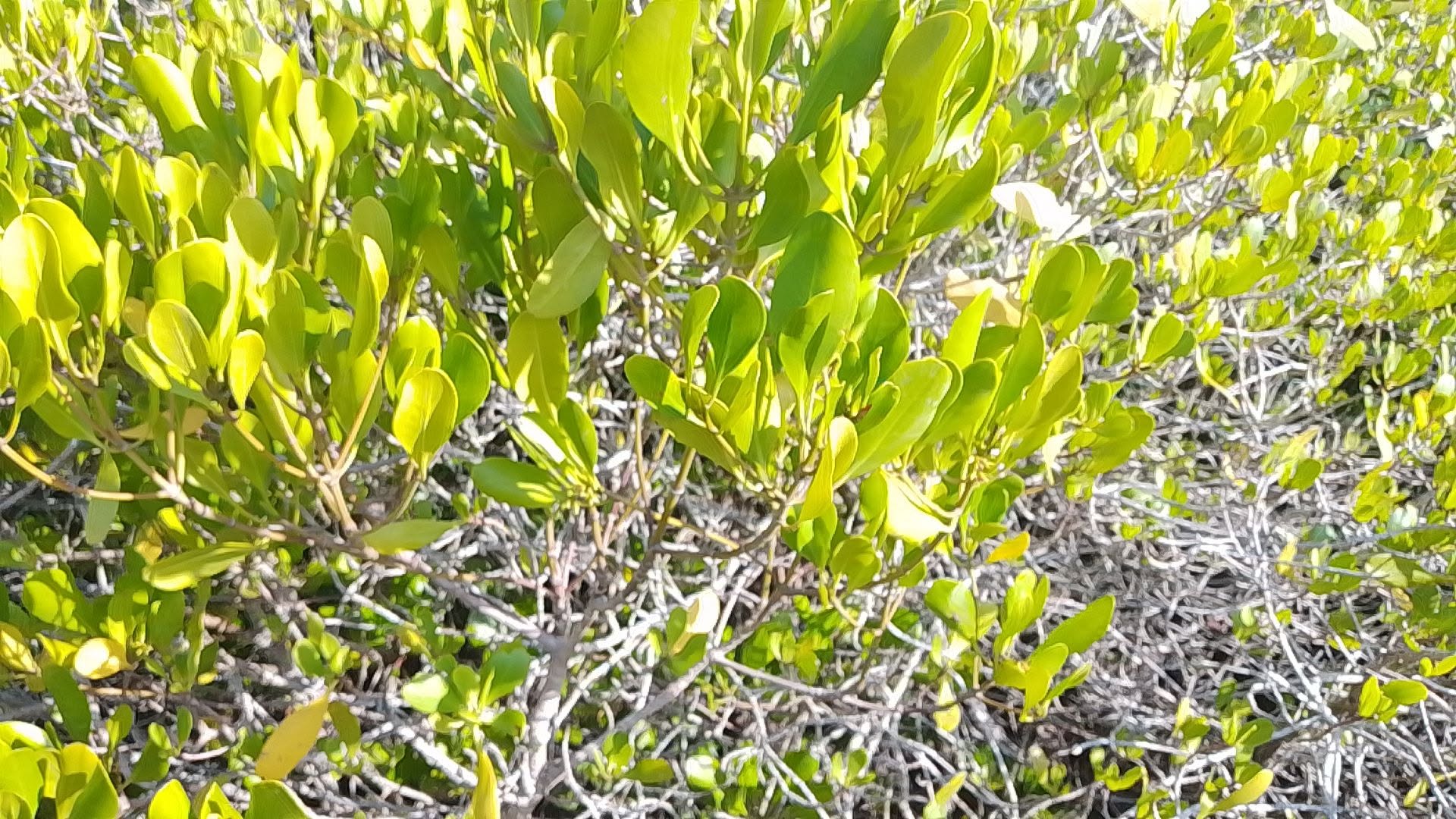 Mangrove Restoration at Mashewa, Tanga Region - photo 4