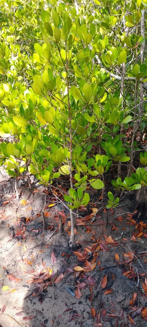 Mangrove Restoration at Mashewa, Tanga Region - photo 5